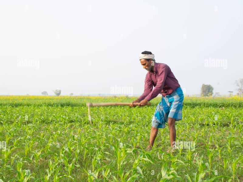 কৃষক মাঠে কাজ করছে