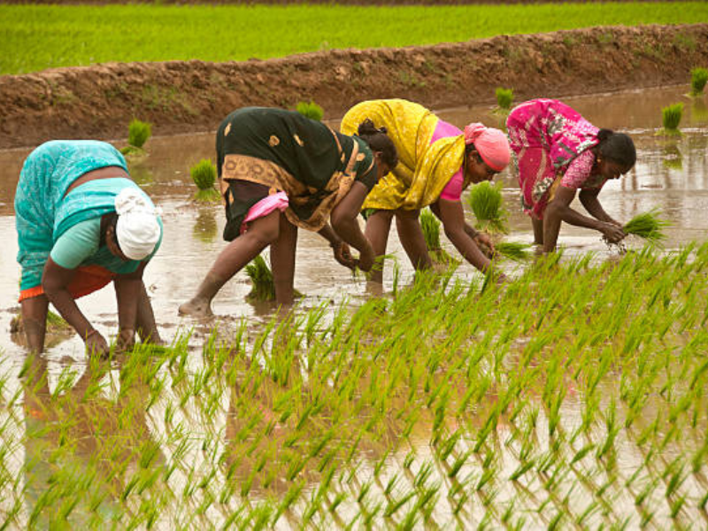 সবাই মিলে ধান বোনা