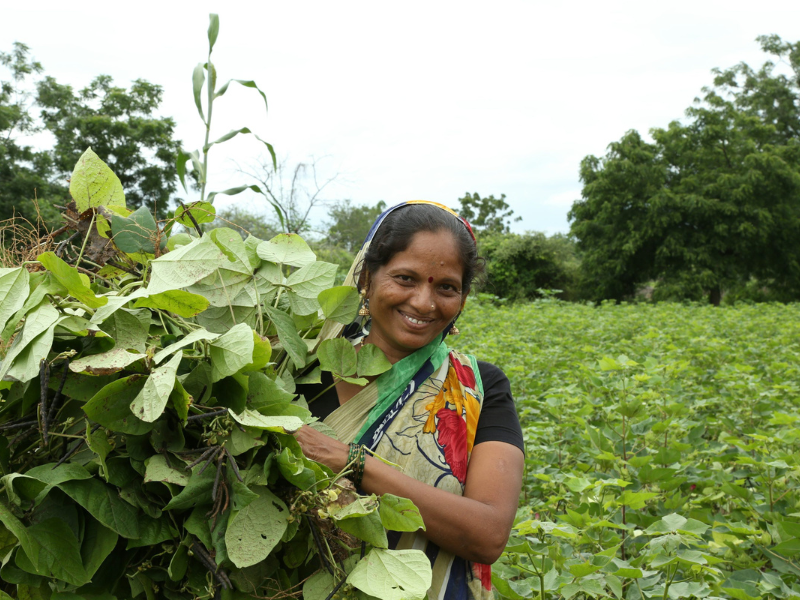 সবুজ ফসল ঘরে তোলার আনন্দ